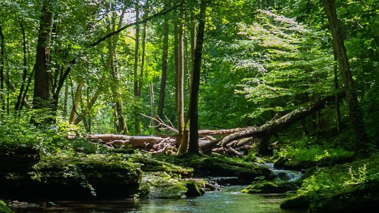 A beautiful scenery of a river surrounded by greenery in a forest