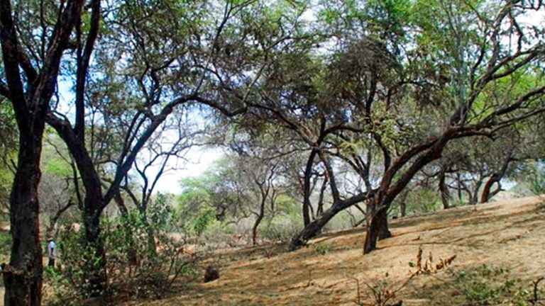 12diciembre_bosqueseco_c