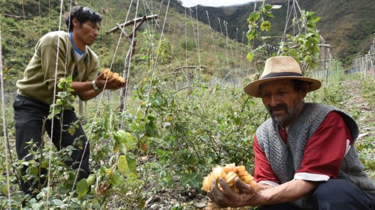 10enero_ilegalperu_c